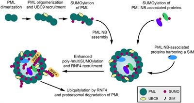 SUMO: Glue or Solvent for Phase-Separated Ribonucleoprotein Complexes and Molecular Condensates?